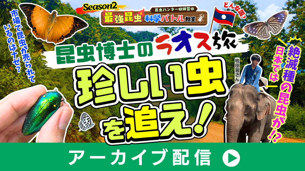 「最強昆虫」科学バトル⑪昆虫博士ラオス旅☆珍しい虫を追え