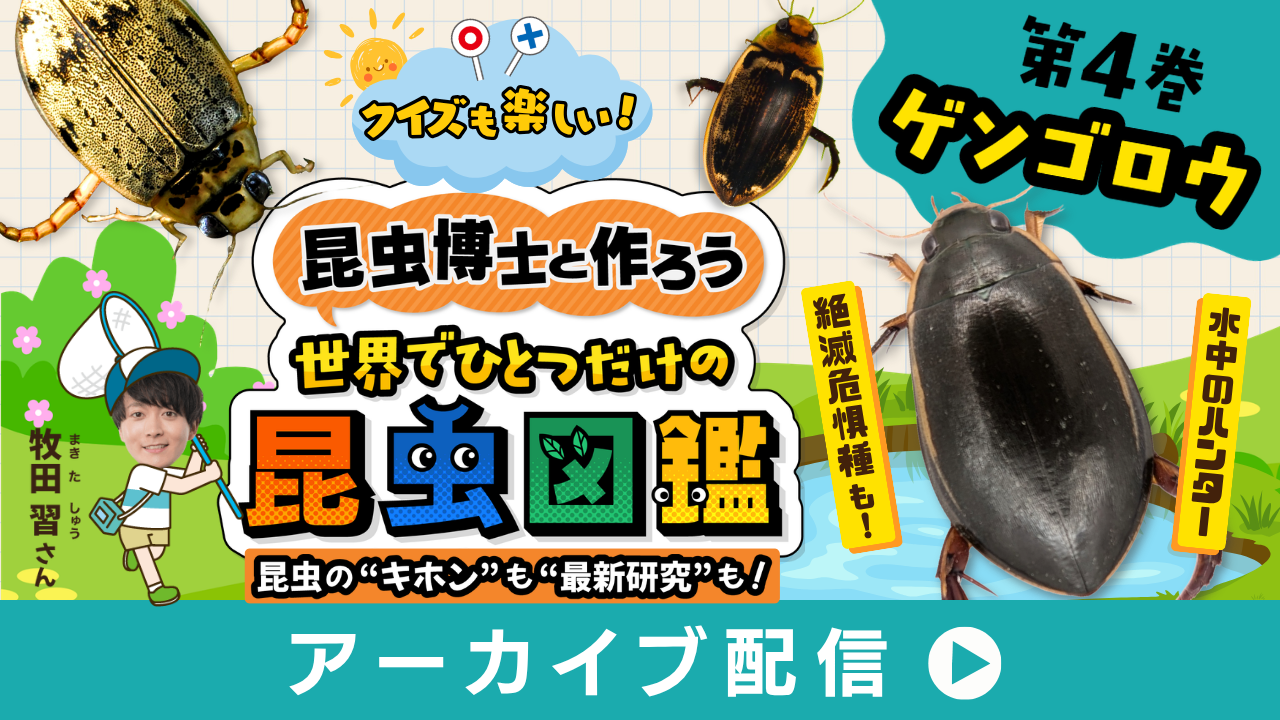 昆虫博士と作ろう☆世界でひとつの昆虫図鑑④ゲンゴロウ