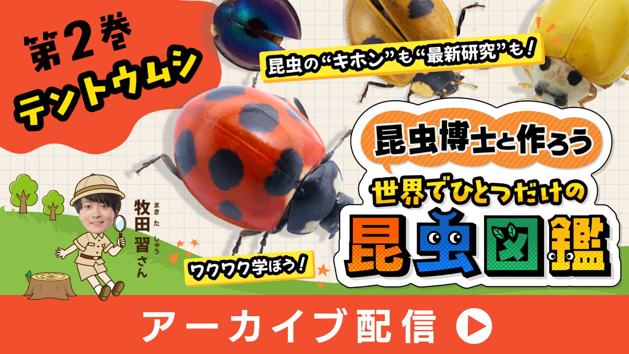 昆虫博士と作ろう☆世界でひとつの昆虫図鑑②テントウムシ