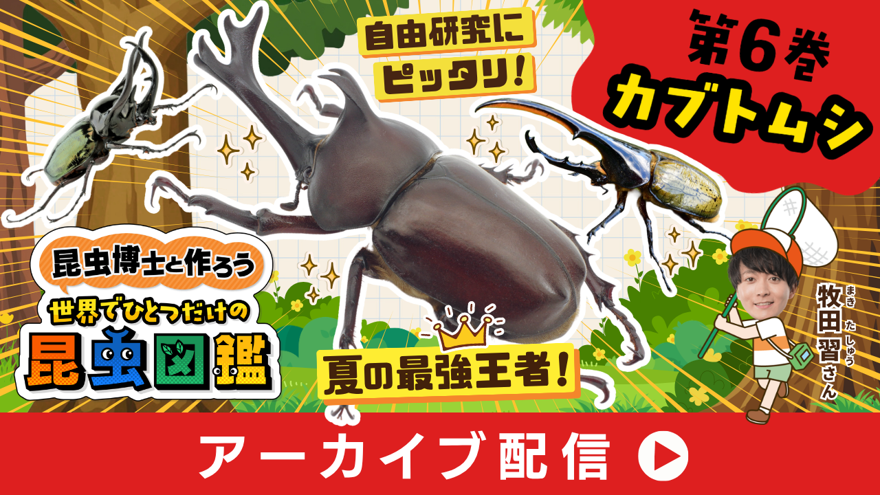 昆虫博士と作ろう☆世界でひとつの昆虫図鑑⑥カブトムシ
