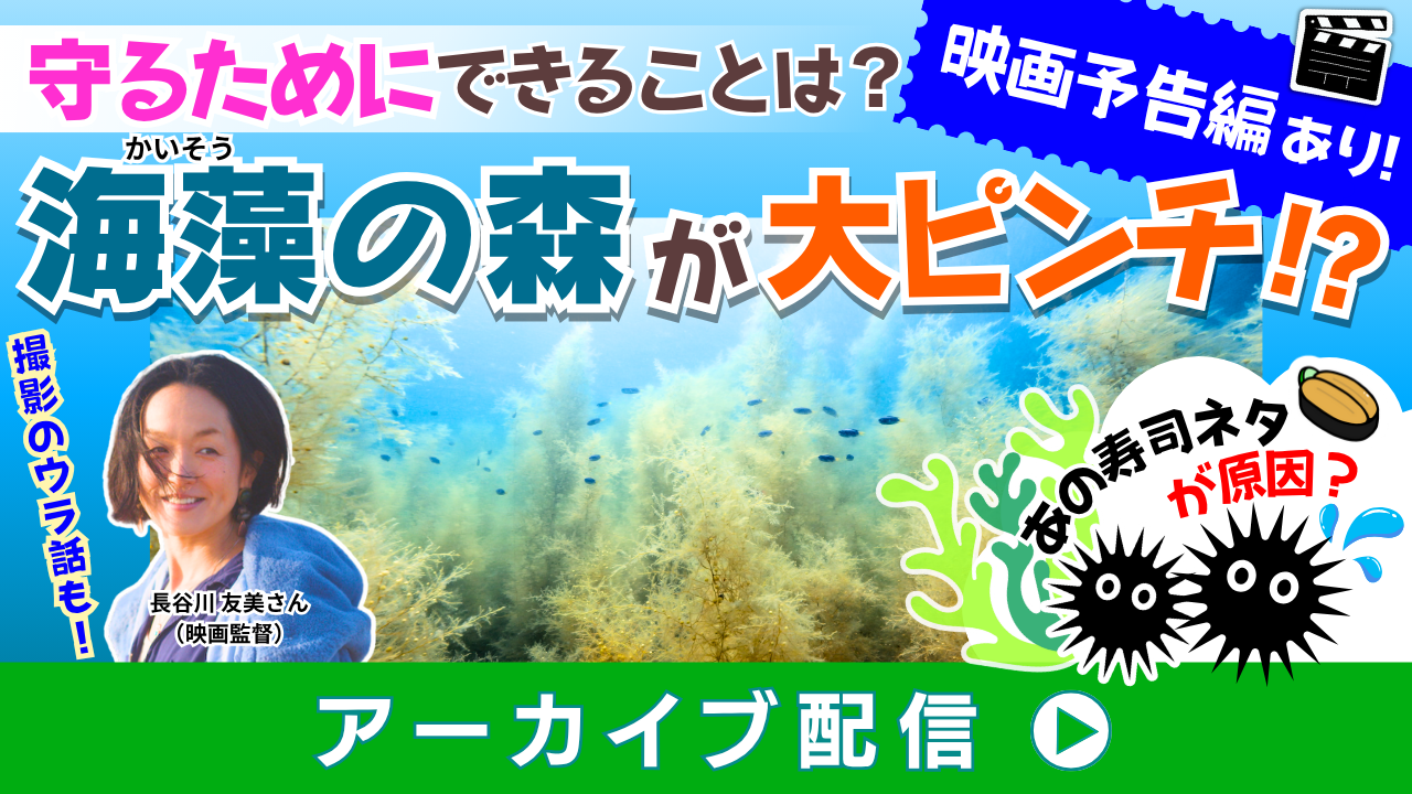 「海藻の森」が大ピンチ！？守るためにどんなことができる？